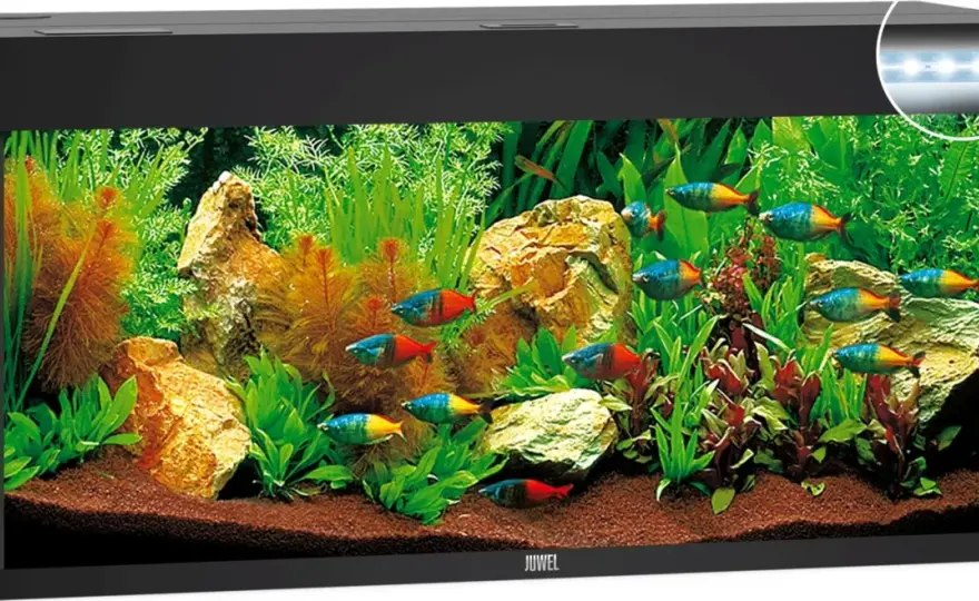 240 liters akvarium - Bygg ditt drömkar från grunden