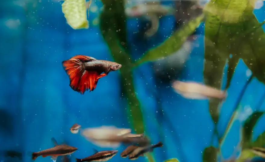 Kampfisk akvarium storlek - Välj rätt för ett lyckligt liv