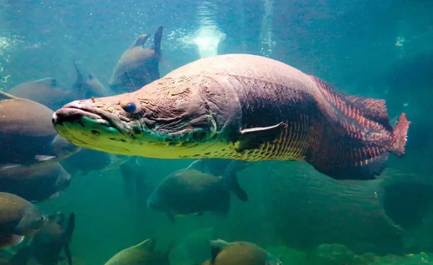 Arapaima fish - En akvarists dröm eller mardröm?