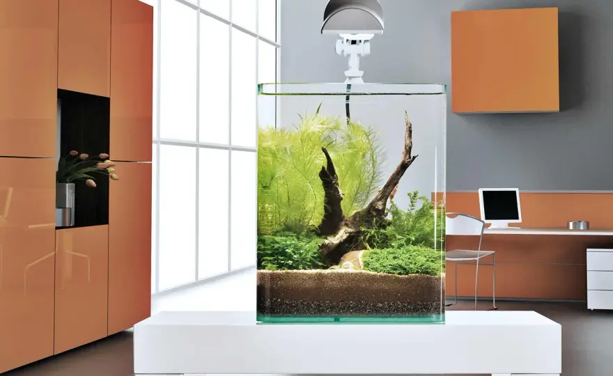 Litet akvarium - Så lyckas du med nanoakvarium!