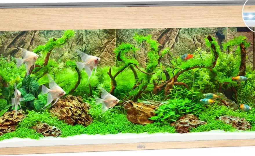 Juwel Rio 240 – Är det akvariet för dig? Komplett guide