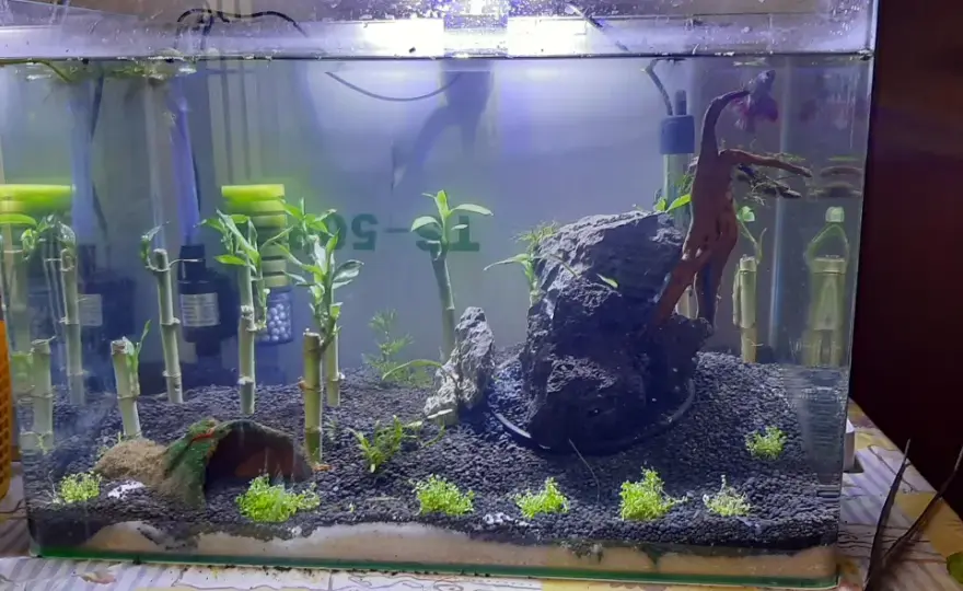 Lyckobambu i akvarium - Så lyckas du (och undviker misstagen)