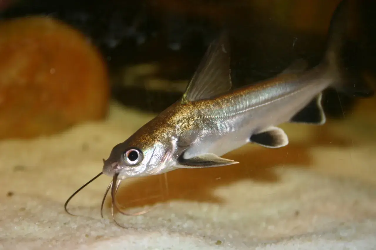 En silverfärgad bala shark simmar över sandbotten i ett akvarium, med sina långa skäggtömmar framför sig.