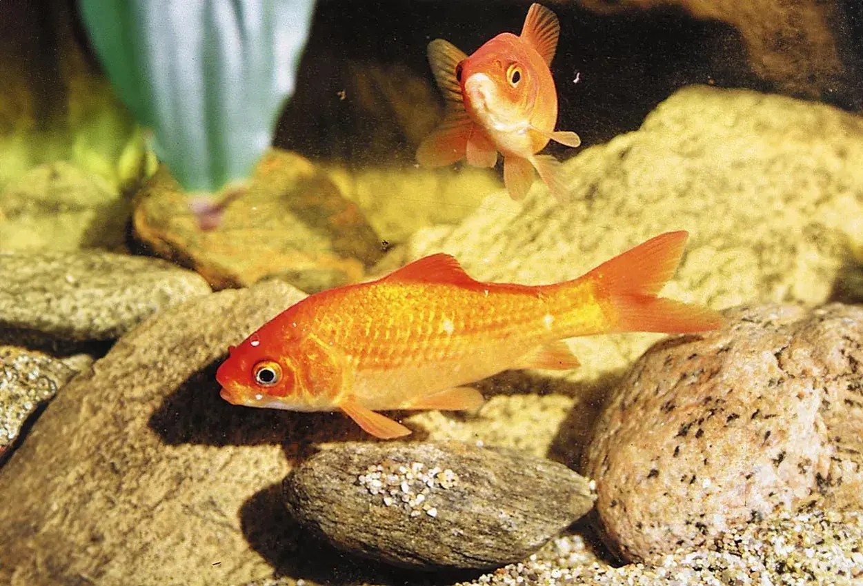 Två guldfiskar simmar i ett **golden fish tank** bland stenar och grus.
