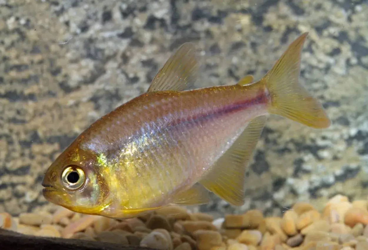 En citrontetra simmar i ett akvarium med grus och stenar. Fisken har en gulaktig kropp med en röd rand längs sidan.