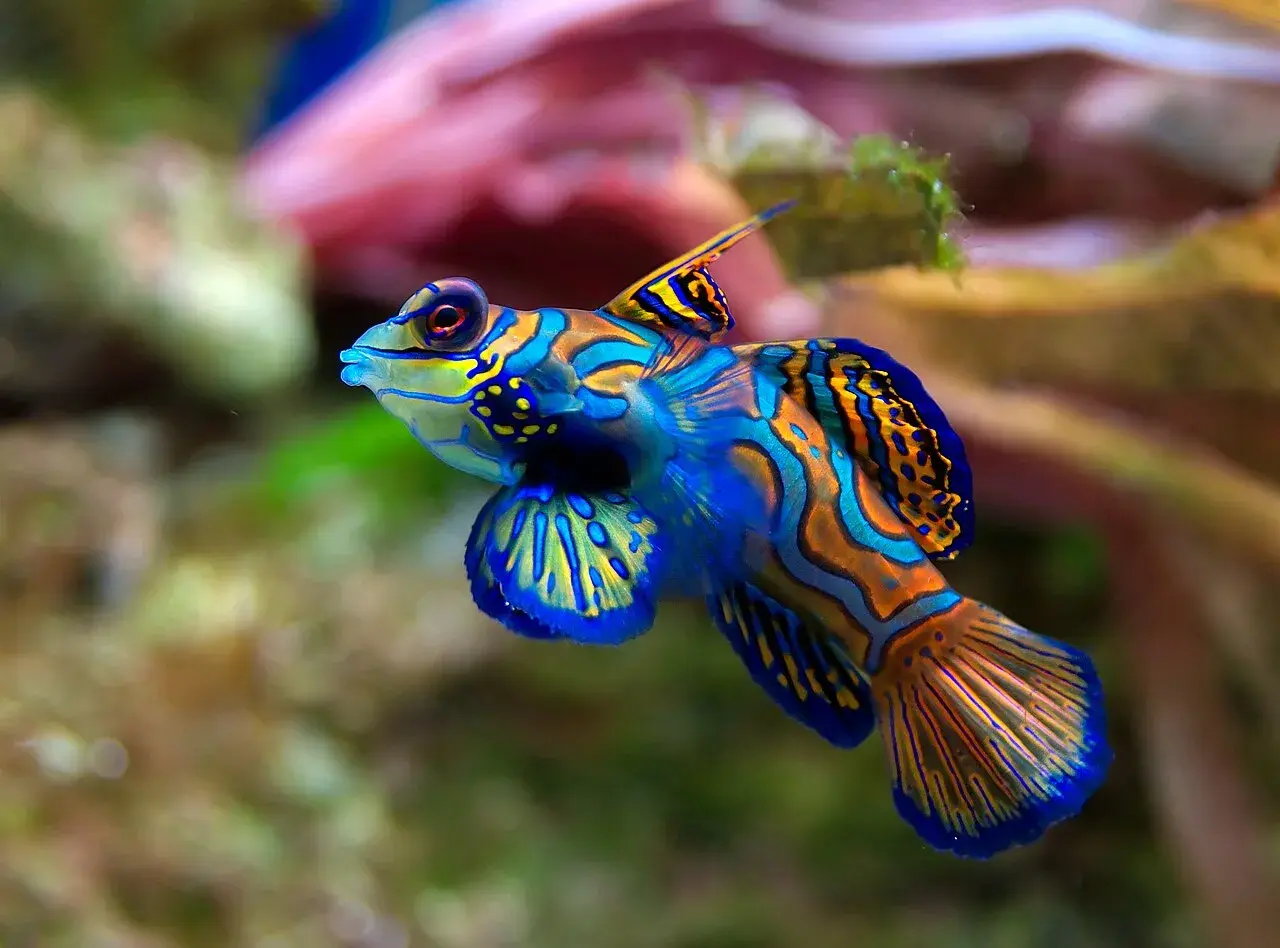 En färgglad box fish simmar i korallrev. Dess blå och orange mönster är som en levande målning.