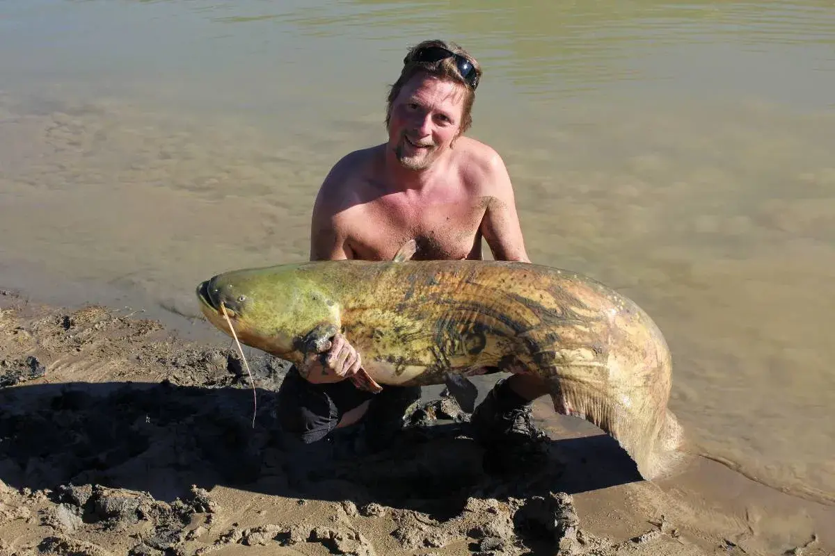 Glad fiskare stoltserar med en enorm mal fisk vid strandkanten.