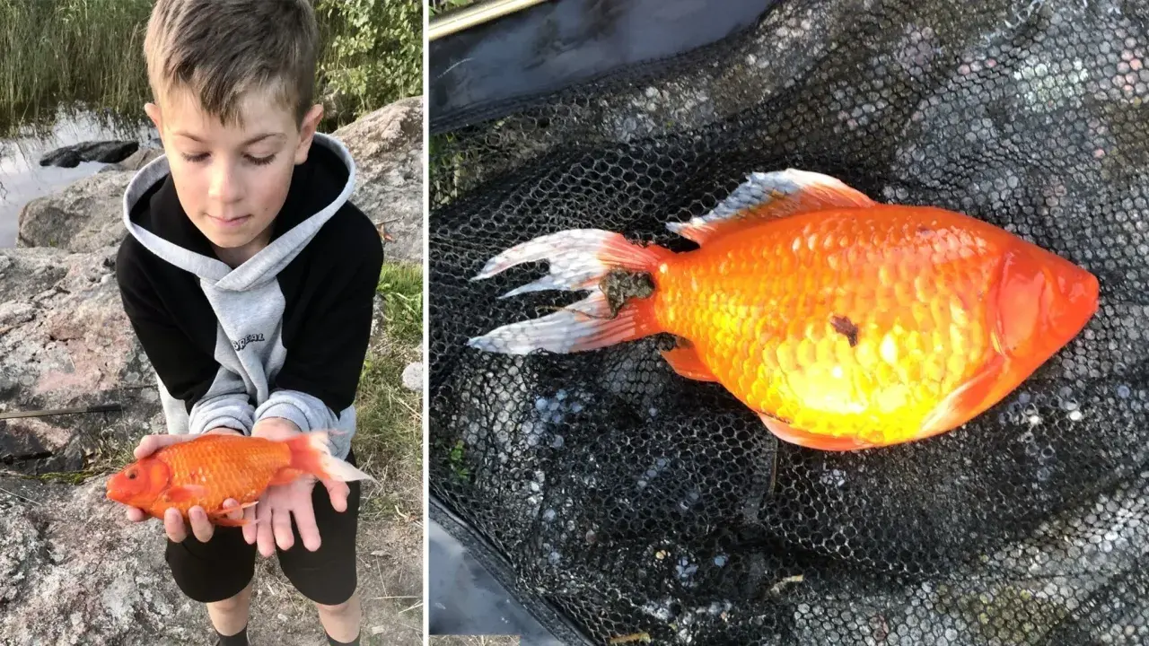 En pojke håller en orange guldfisk i händerna. En annan bild visar samma guldfisk i ett fiskenät, utan pump i skålen.