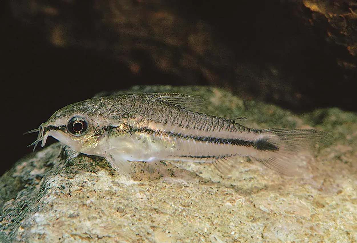 En liten pygmy corydoras simmar över en sten.