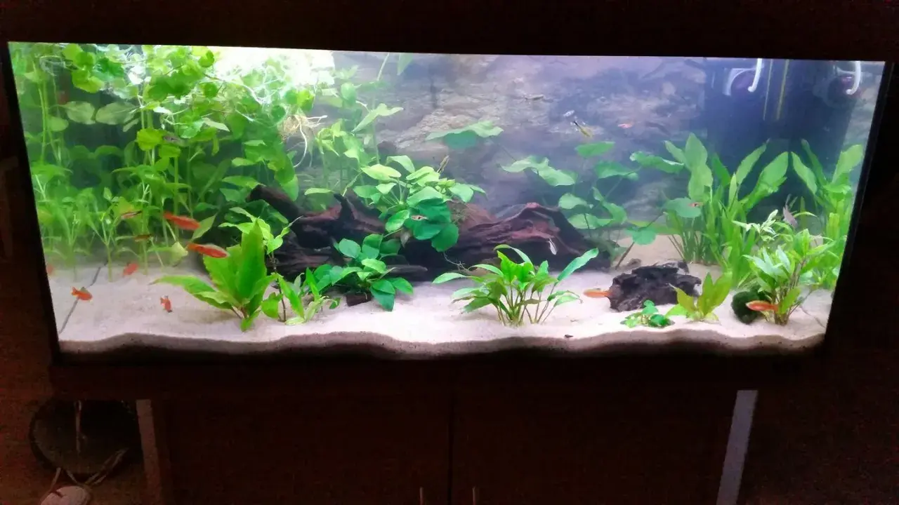 Akvarium med frodiga växter, småfiskar och vit sand. Baskarp sand ger en ren och naturlig känsla.