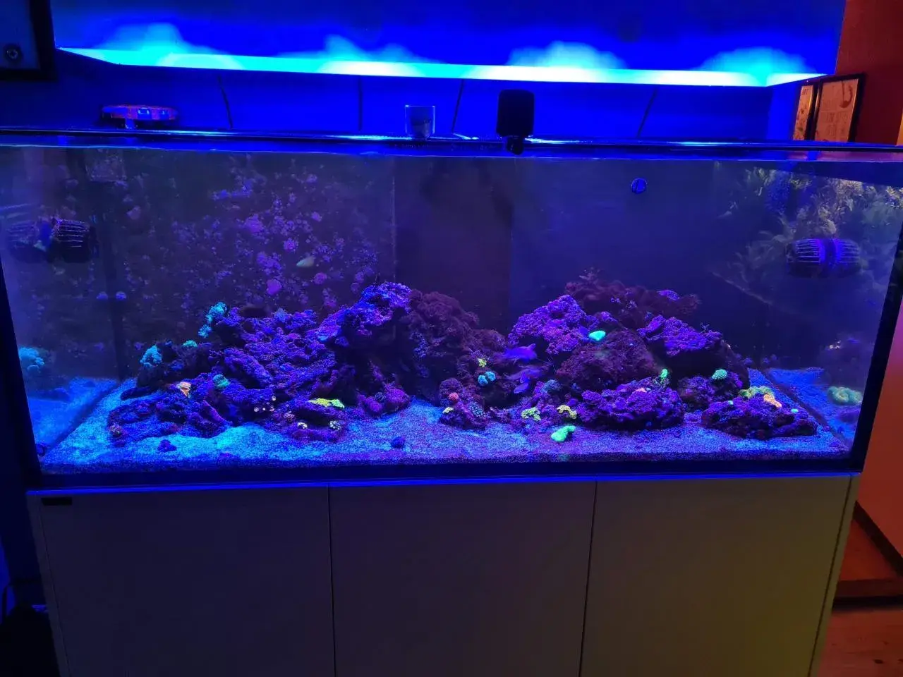Ett vackert akvarium på 150 liter med koraller och stenformationer, belyst av blått ljus.