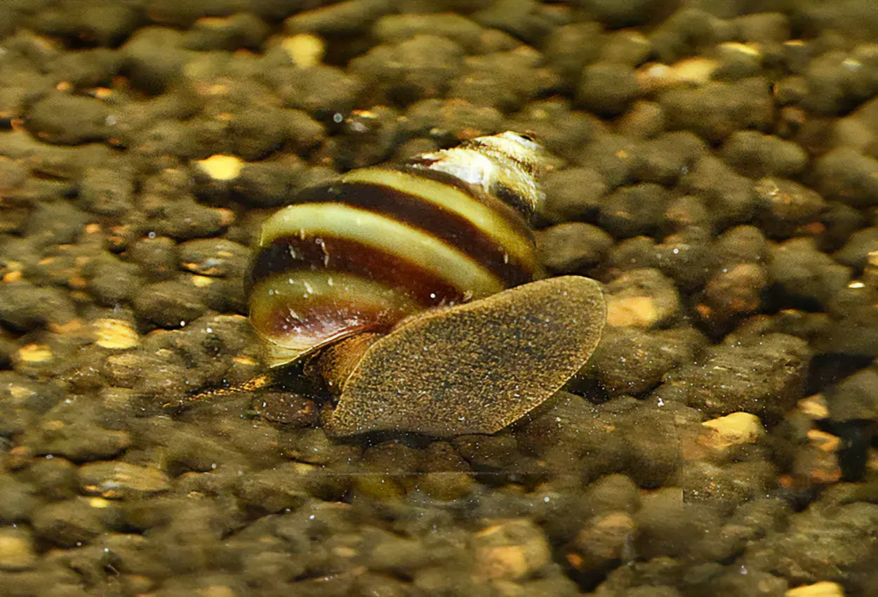 En randig snäcka, liknande en *Hydrocotyle leucocephala*, kryper på grusig botten i ett akvarium.