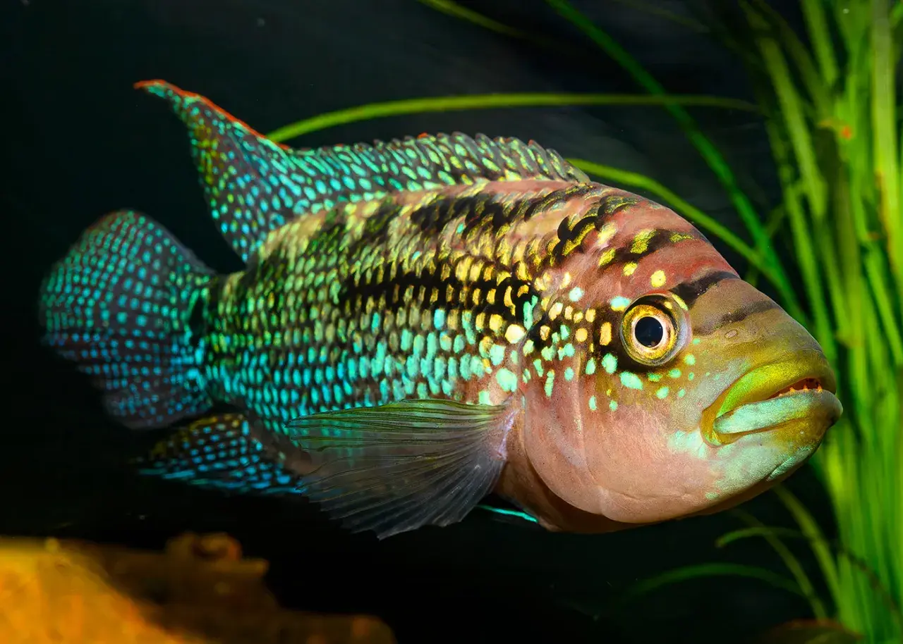 En vacker jack dempsey ciklid simmar i ett akvarium, dess fjäll skimrar i turkost och gult mot mörk bakgrund och gröna växter.