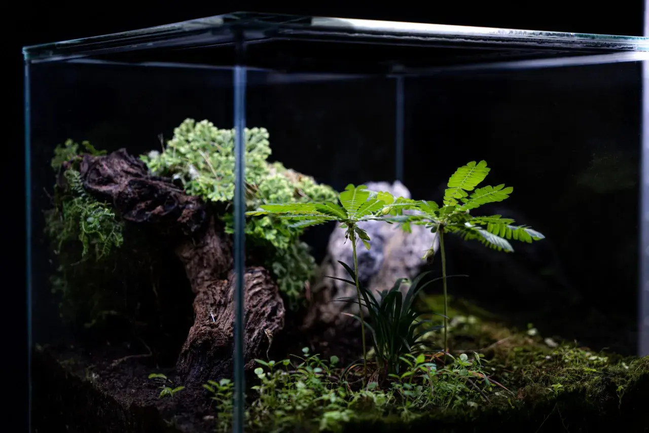 Ett litet, frodigt växtakvarium med mossa, en trädstam och gröna blad.