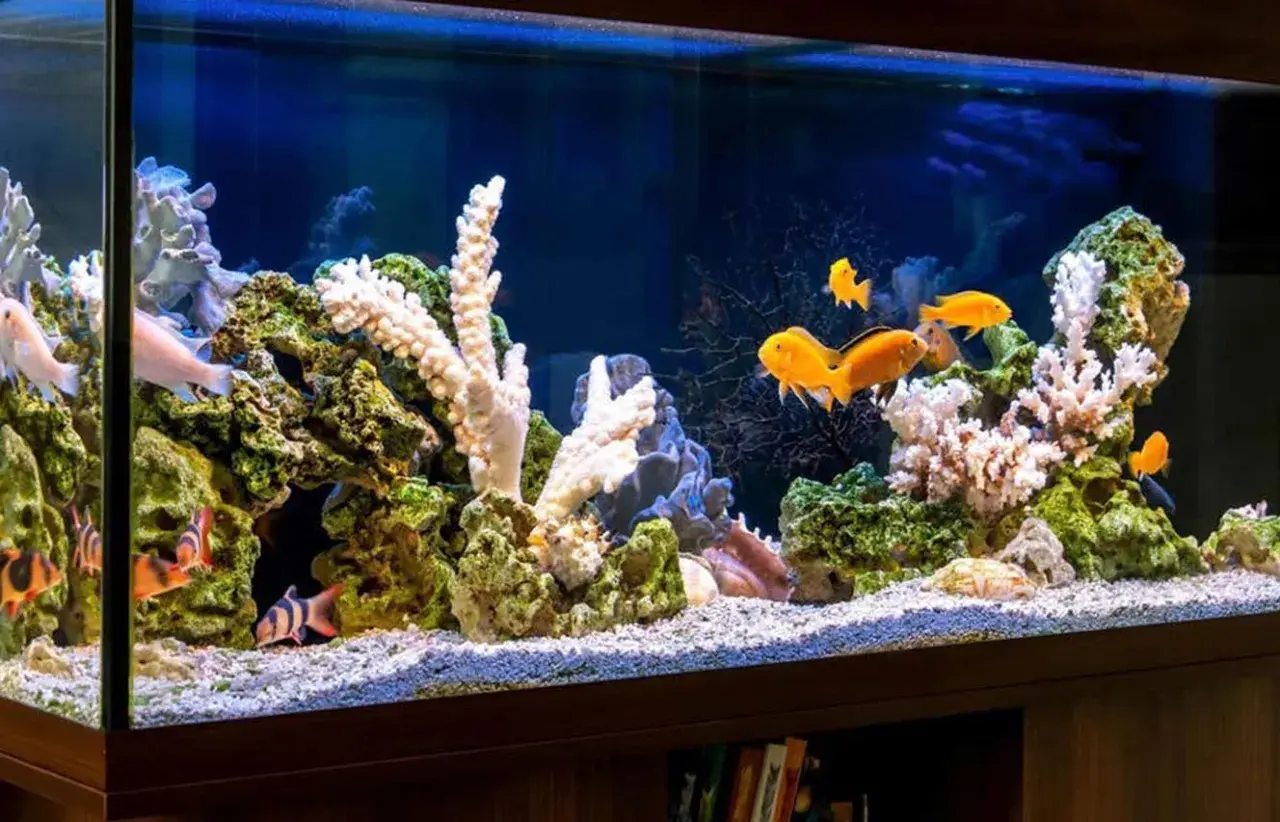 Fiskar simmar bland koraller och stenar i ett akvarium. Vissa fiskar är orange, andra randiga. Det ser ut som om de hjälper till att tvätta stenar.