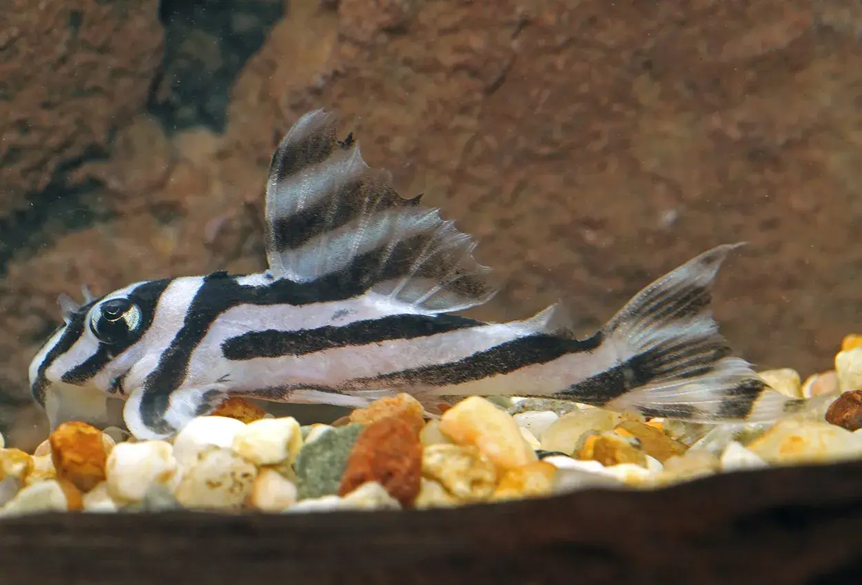 En clown pleco med distinkta svarta ränder simmar över en botten av småsten.