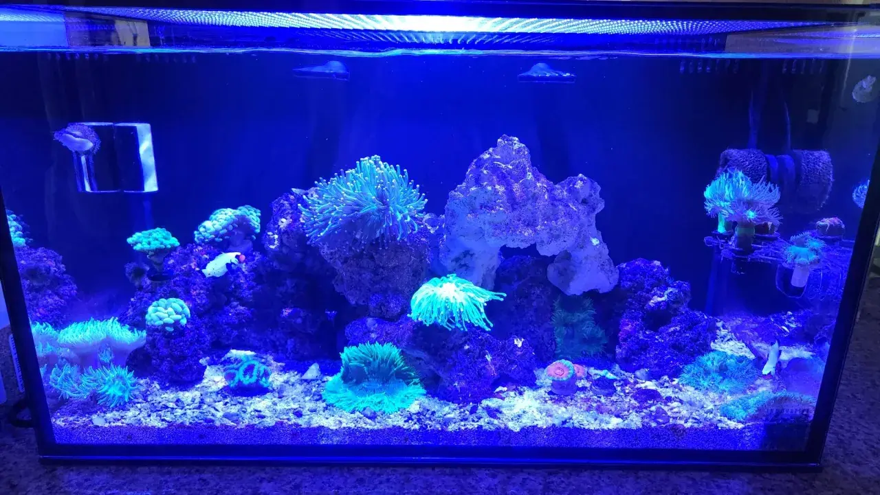 Ett akvarium med levande sten, koraller och en liten fisk i blått ljus.