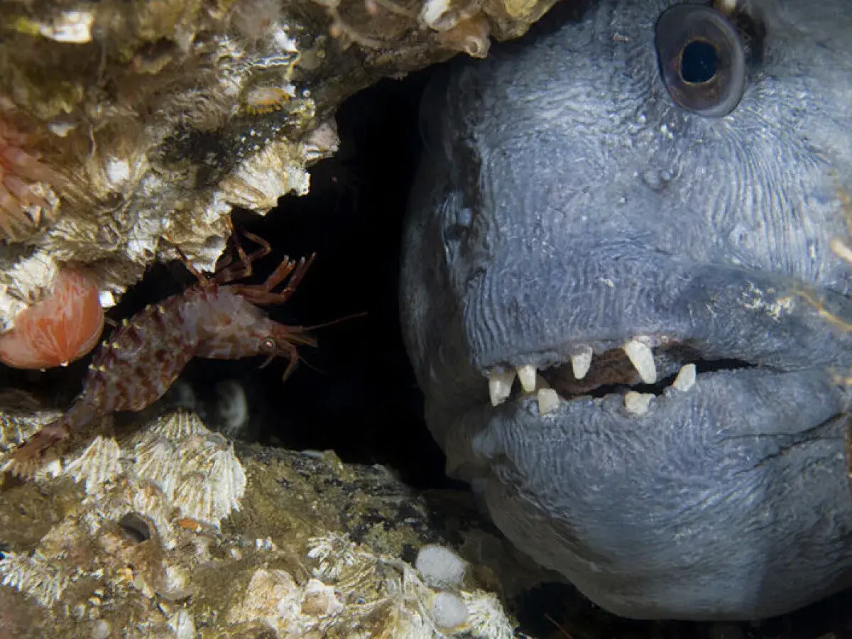 En räka kryper förbi en stor fisk med vassa tänder i en mörk undervattensgrotta.