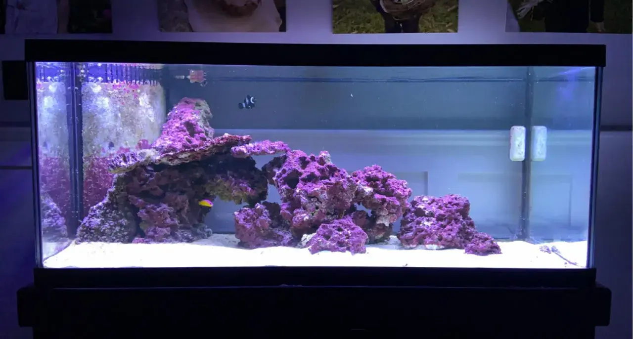 Ett akvarium med korallrev och fiskar. En clownfisk simmar bland lila koraller och en liten gul fisk syns också.