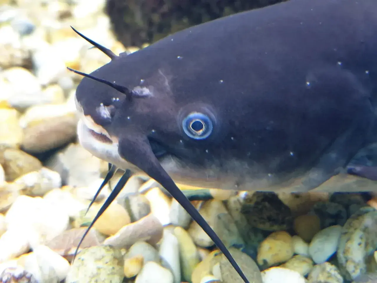 En närbild på en svart mal med sina karaktäristiska morrhår som sträcker sig ut. Fisken har ett intensivt blått öga och vilar på en botten av stenar.