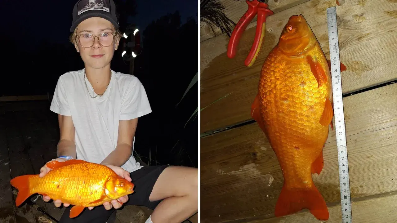 En pojke håller en stor guldfisk. Bredvid mäts fisken med en linjal, som visar att den är över 30 cm. Man kan verkligen undra hur stor kan en guldfisk bli!