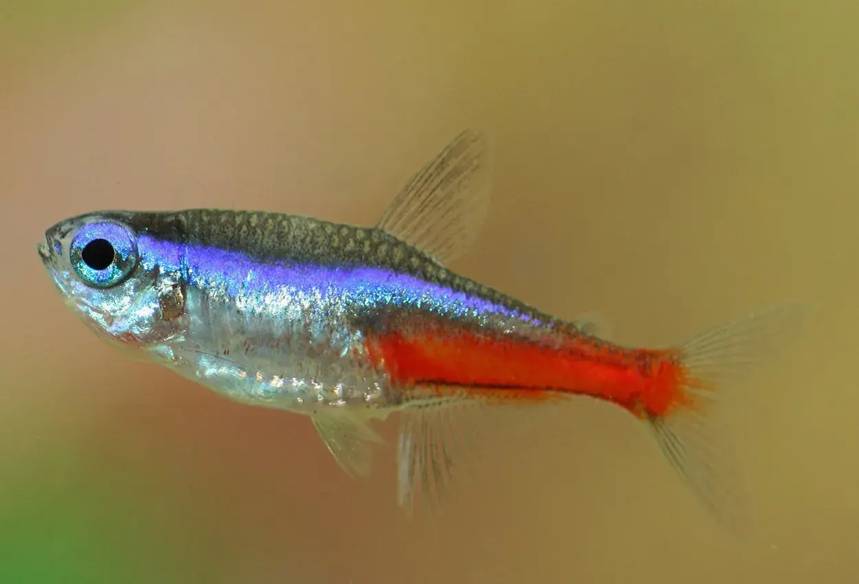 En neon tetra simmar i akvariet, dess blå och röda färger lyser mot den ljusa bakgrunden.