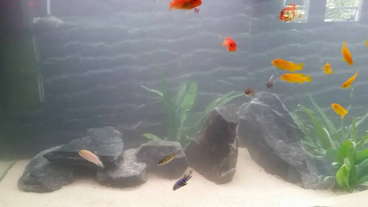 An aquarium with orange and yellow fish swimming among rocks and plants.