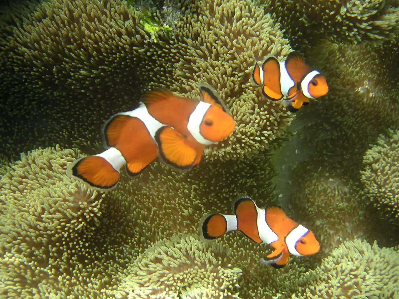 Tre clownfiskar simmar bland anemoner. De orangevita fiskarna trivs bland de mjuka tentaklerna, en vacker undervattensvärld där anemoner odla liv.