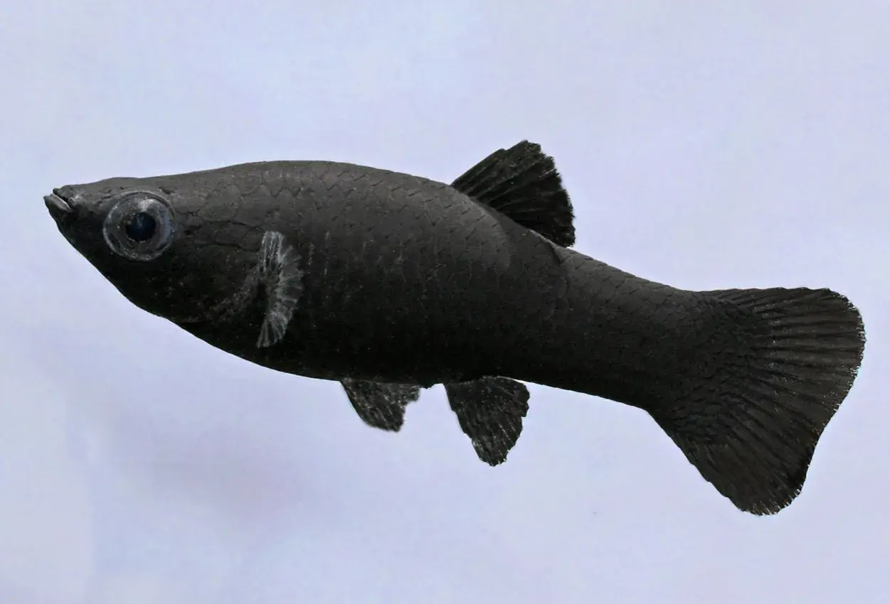 En ensam, kolsvart black molly fisk simmar fram med sina stora ögon.