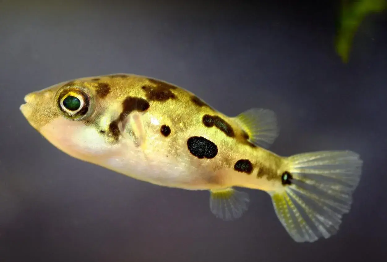 En guldfärgad pufferfisk med mörka fläckar simmar i akvariet.