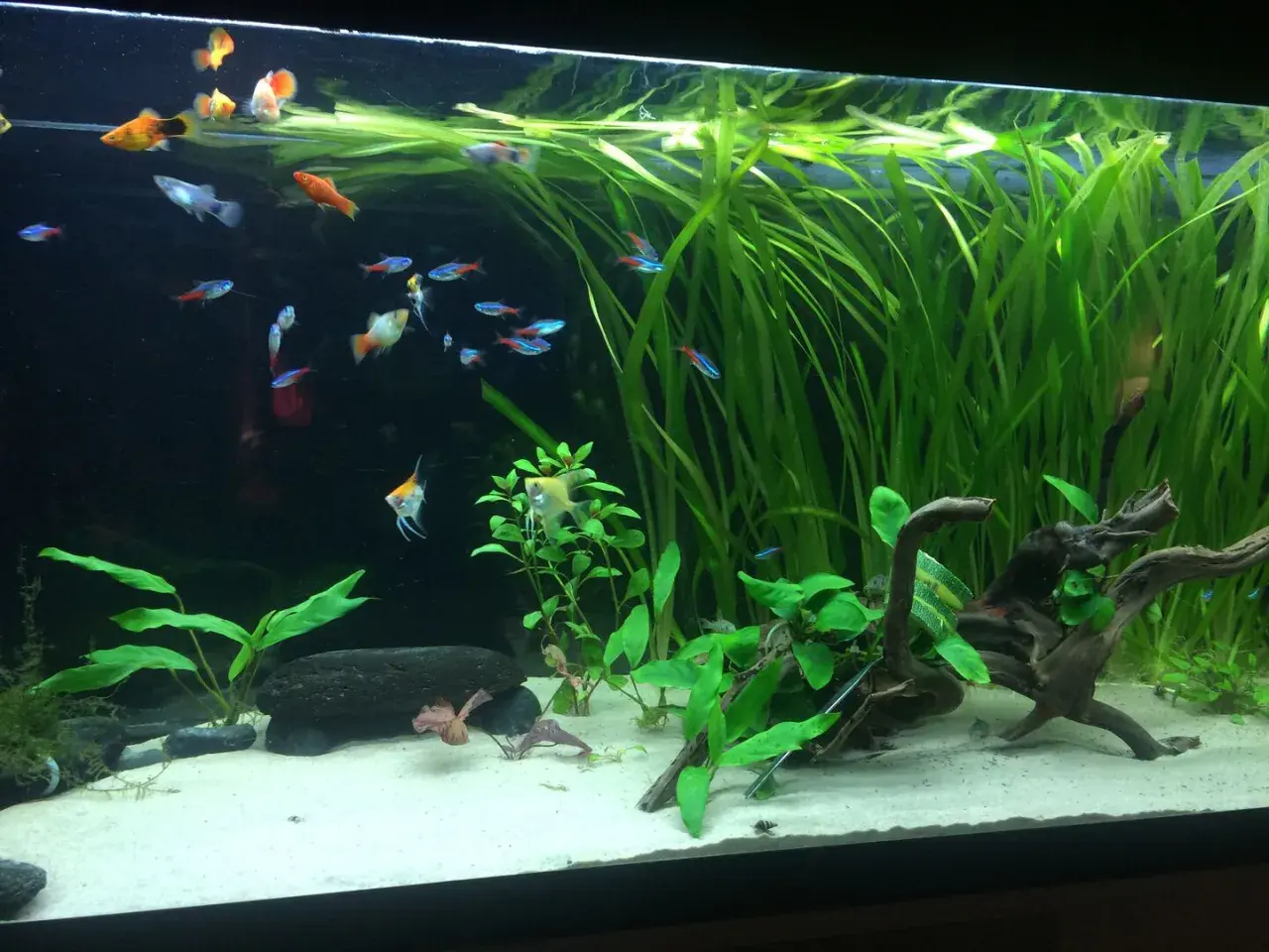 Ett akvarium med molly yngel och andra småfiskar simmar bland frodiga gröna växter och drivved.