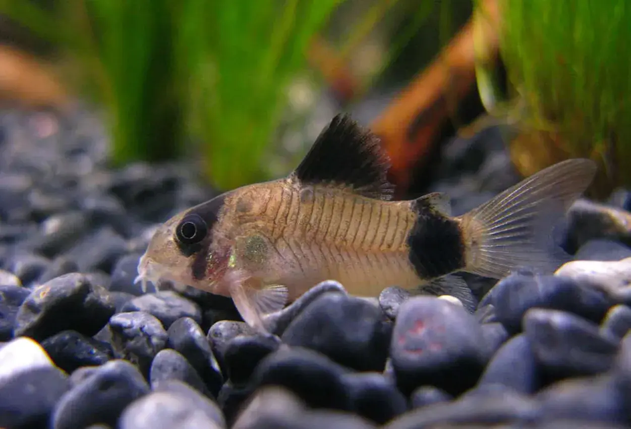 En panda pansarmal simmar bland stenar i ett akvarium.