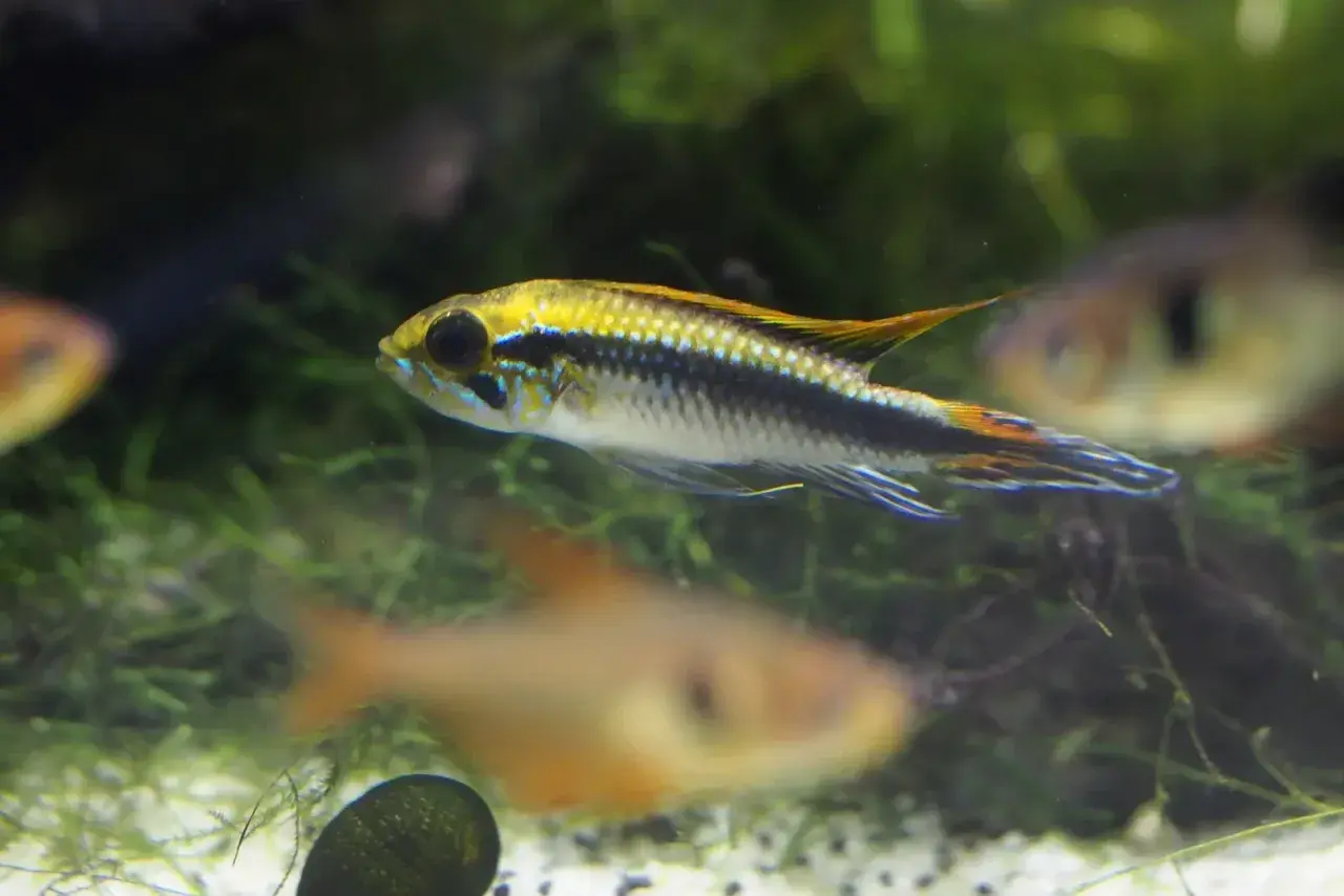 En regnbågsciklid simmar i ett akvarium med andra fiskar och grönska.