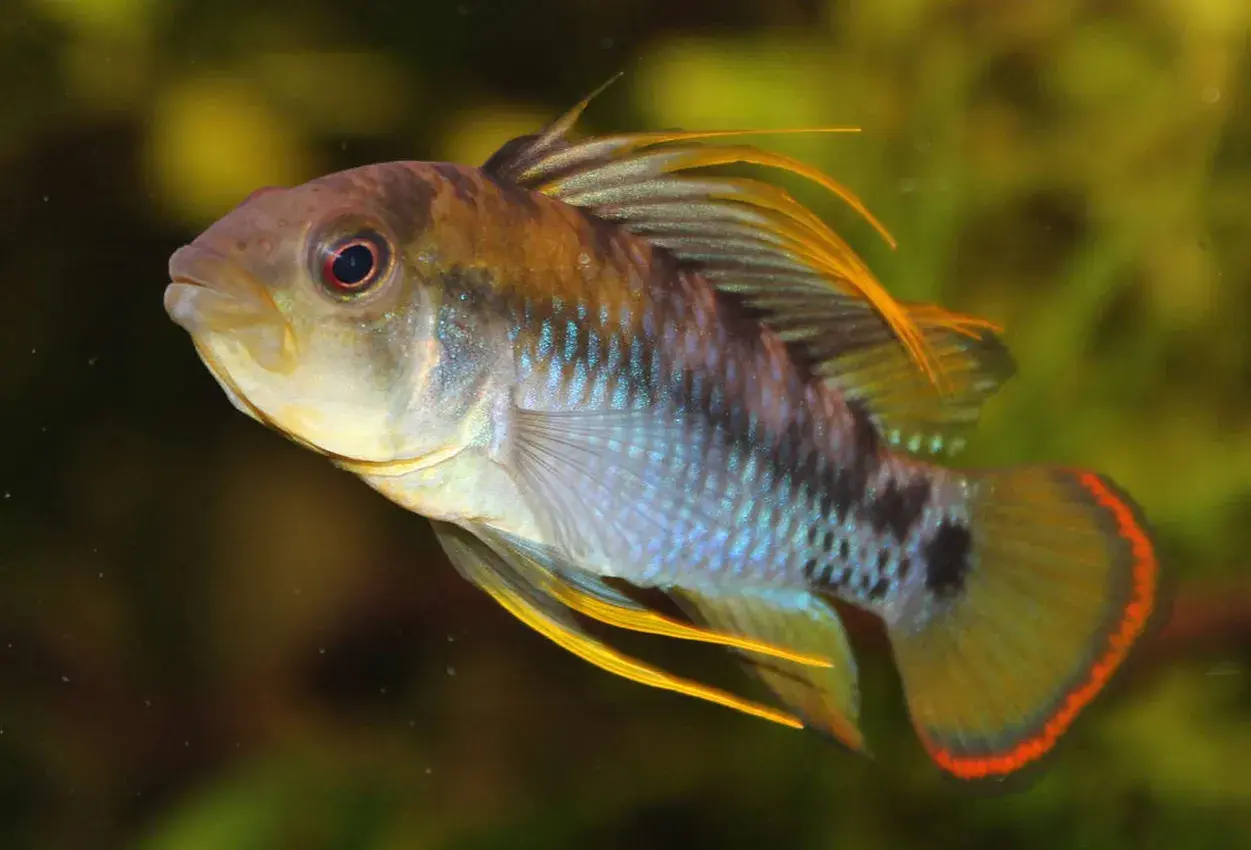 En vacker apistogramma baenschi med lysande blå fjäll och gula fenor simmar i akvariet.