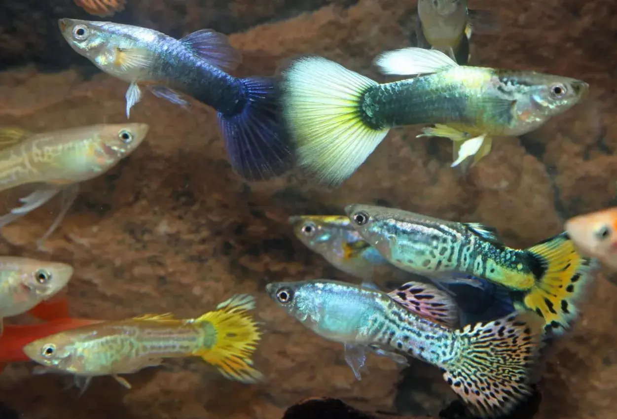Färgglada guppys simmar i akvariet, trivs i rätt guppy temperatur.