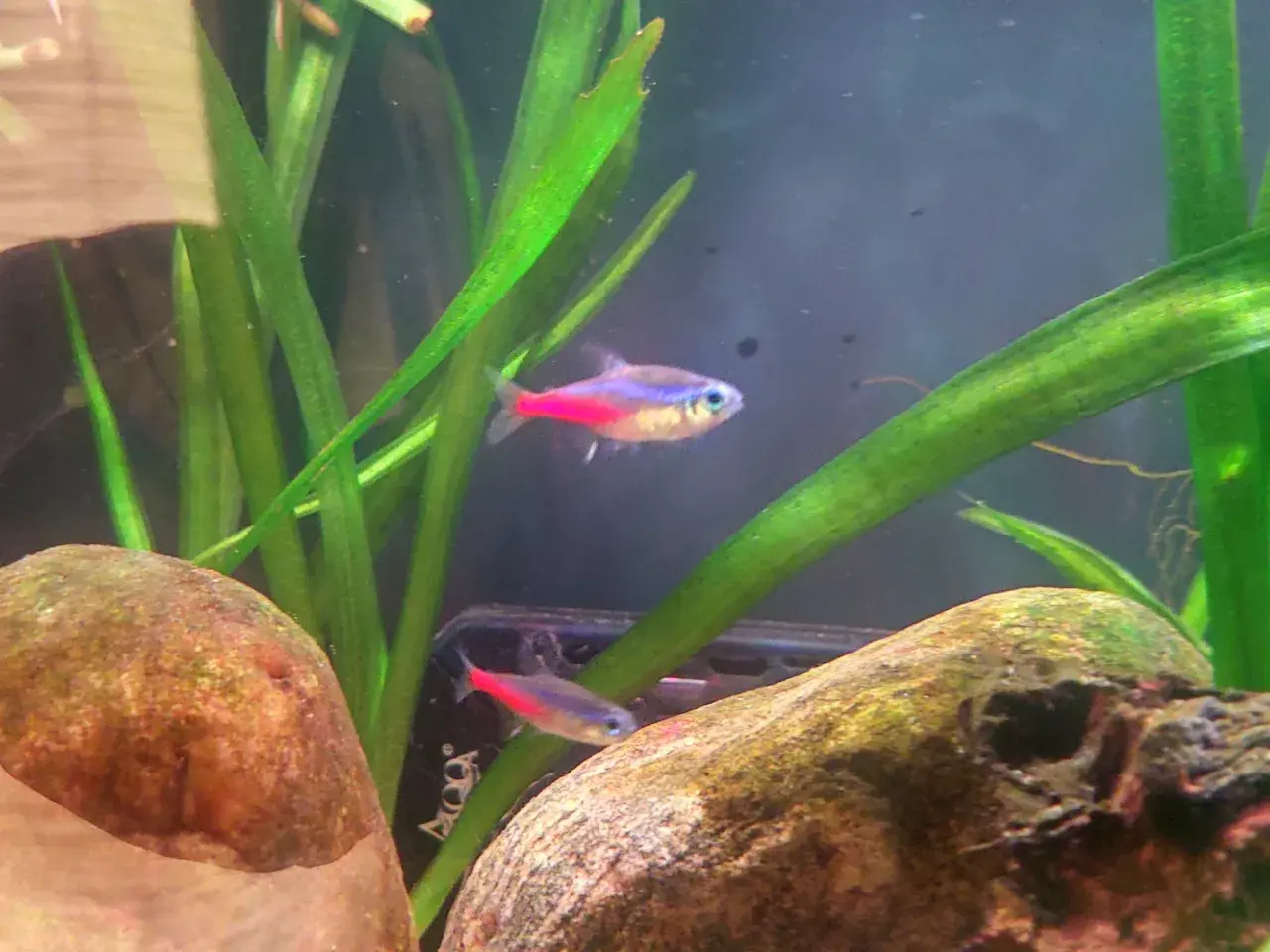 Två neontetror simmar bland gröna växter och stenar i ett akvarium. En av fiskarna har en intensiv neonsjukan-liknande färg.