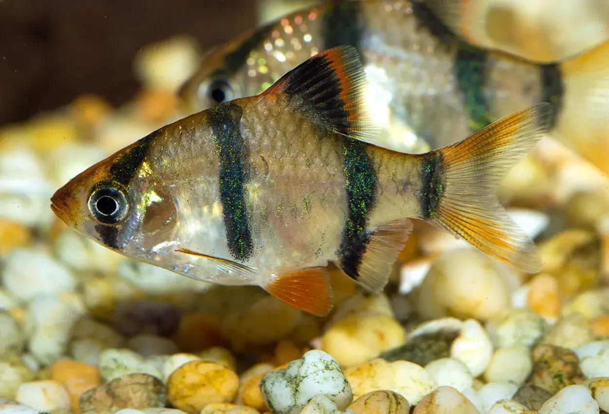 En cherry barb simmar över grus. Fisken har svarta ränder och skimrande gröna prickar.