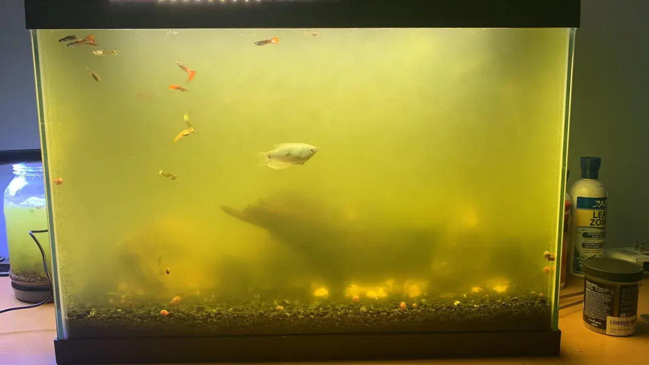 Akvarium med grumligt, gult vatten och flera små fiskar, inklusive guppys och en större fisk. En bit drivved syns i bakgrunden. En UV-filter för akvarium kan behövas.