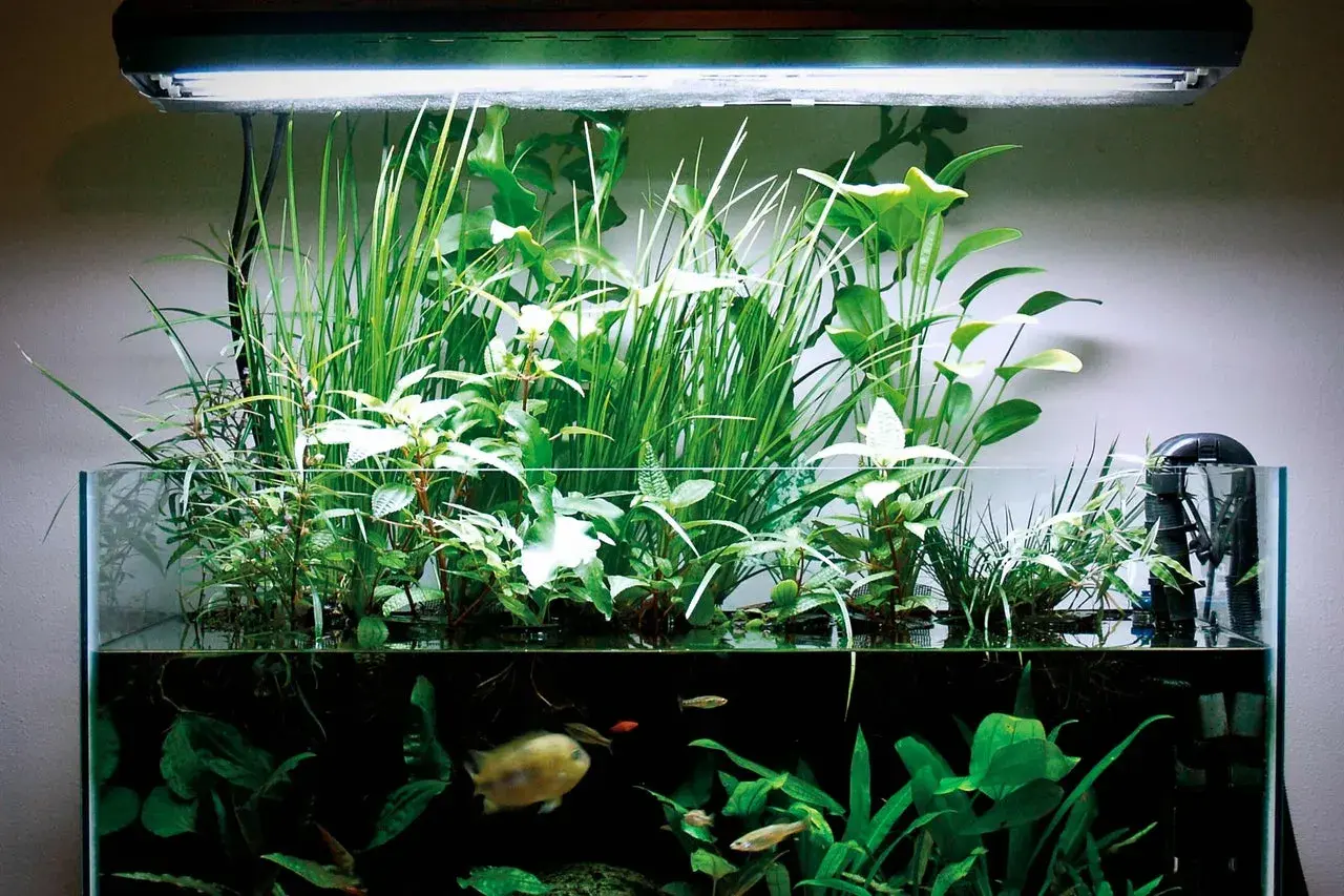 Vackert akvarium med frodiga växter och fiskar. Vattnet är klart, vilket tyder på god balans och tillräckligt med kalium i vattnet för växternas tillväxt.