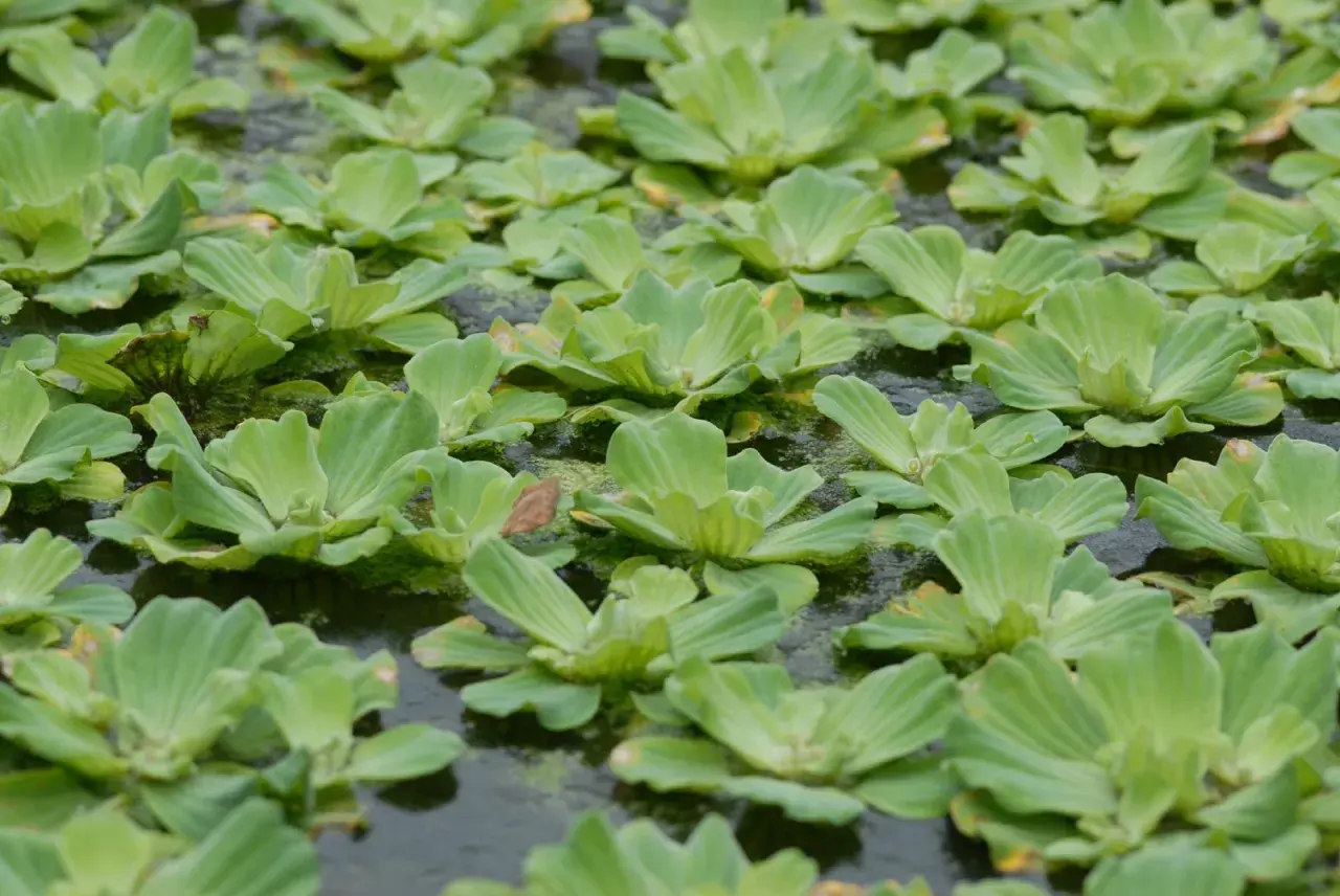 En tät matta av pistia stratiotes, även kallad vattenkål, täcker den mörka vattenytan.