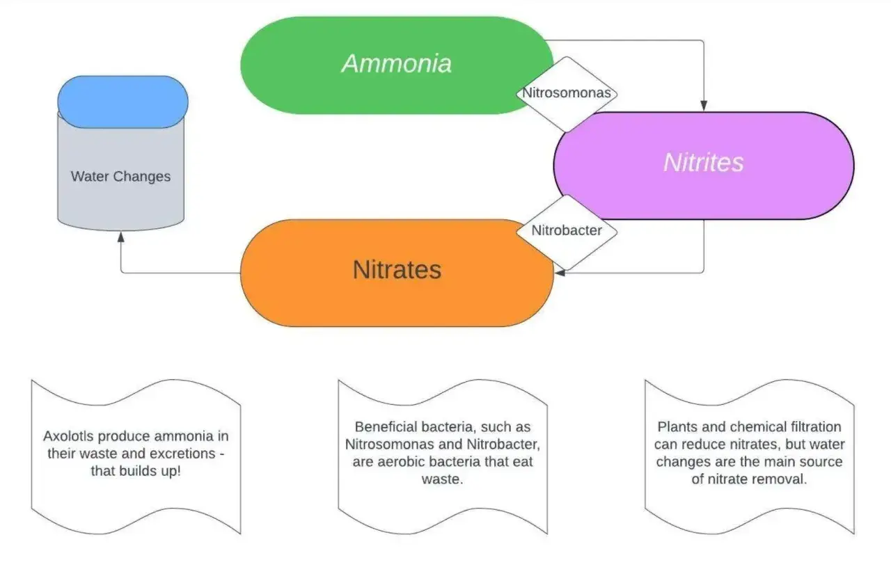 Schema över nitrifikation: ammoniak omvandlas till nitriter av Nitrosomonas, sedan till nitrater av Nitrobacter. Vattenbyten är viktiga.