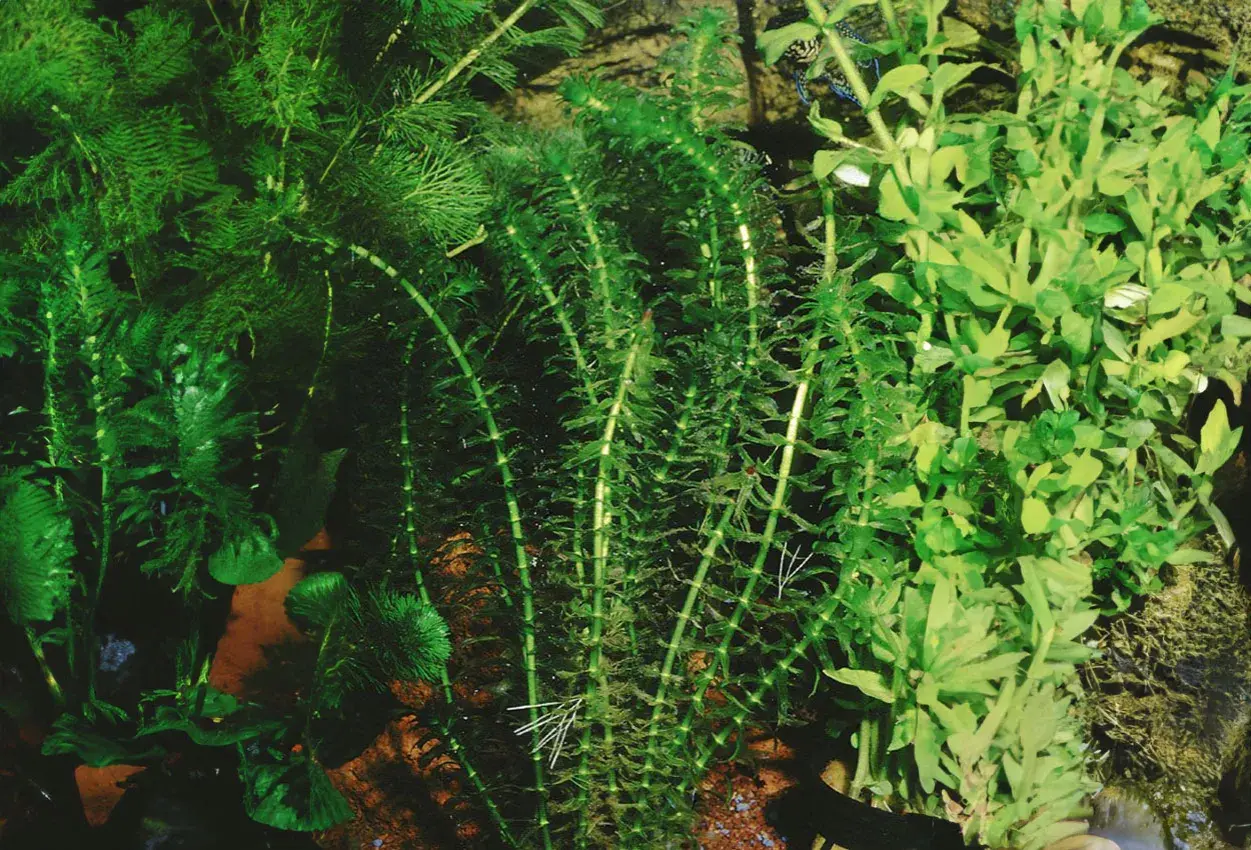Vattenpest i akvarium, frodigt och grönt med små fiskar som simmar bland växterna.