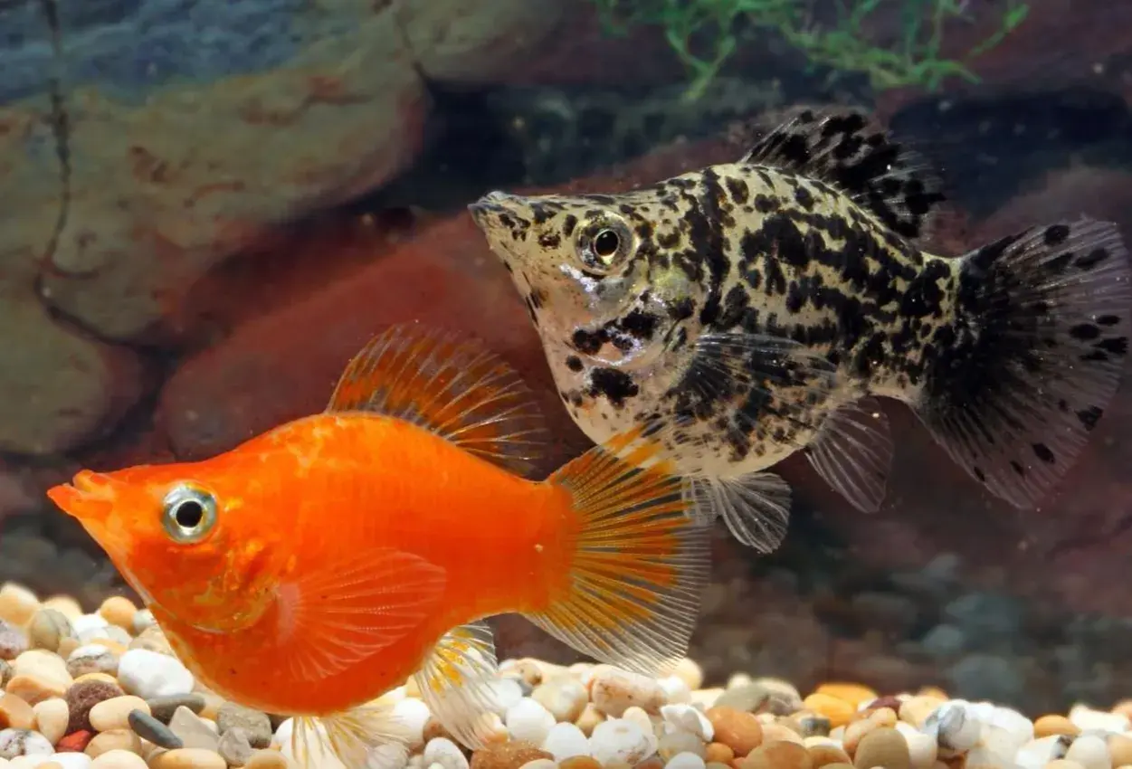 En orange och en fläckig mollyfisk simmar i ett akvarium med stenar och växter.