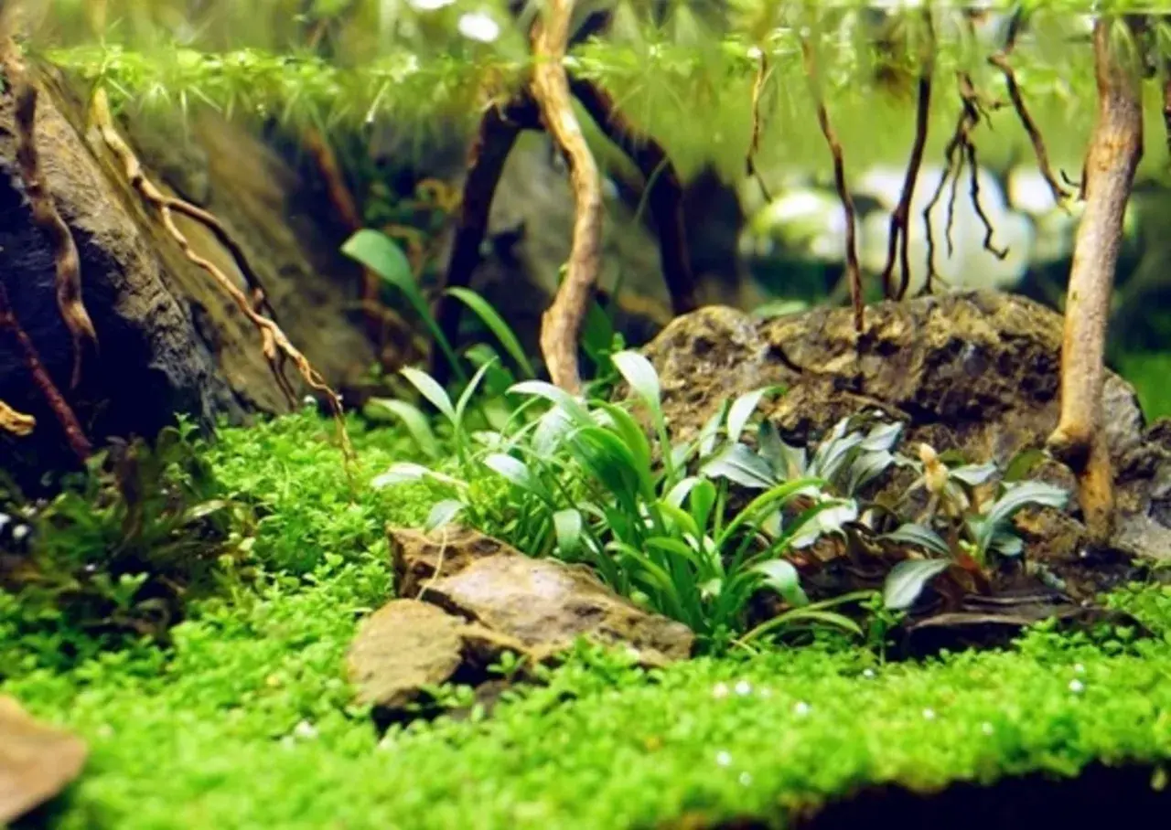 En frodig undervattensvärld med en matta av små gröna blad, där Cryptocoryne parva växer bland stenar och drivved.
