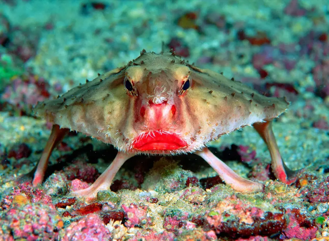 En märklig bat fish med lysande röda läppar sitter på havsbotten.