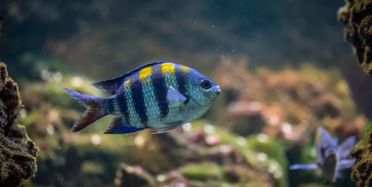 En randig fisk med gula fläckar simmar i ett akvarium. Undrar hur mycket kostar ett akvarium?
