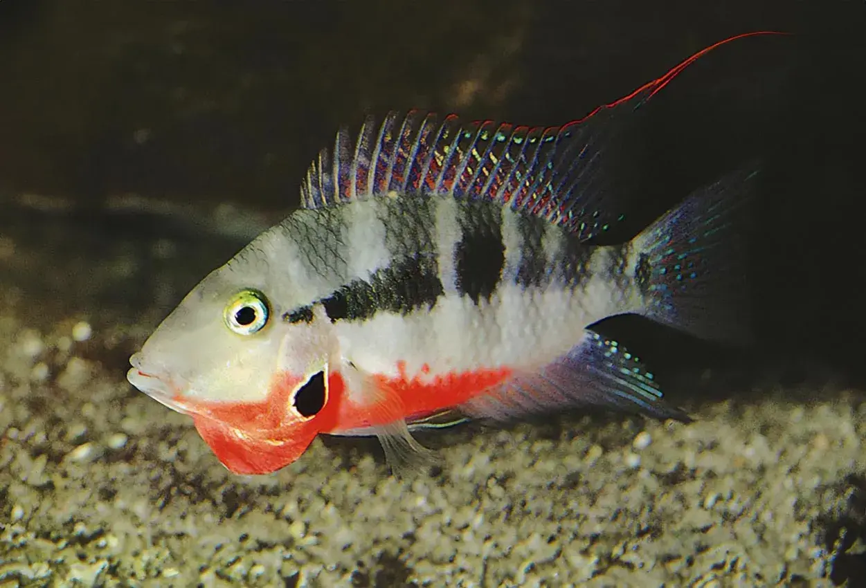 En vacker ciklider i ett akvarium, med sina distinkta svarta fläckar och livliga röda och blå färger.