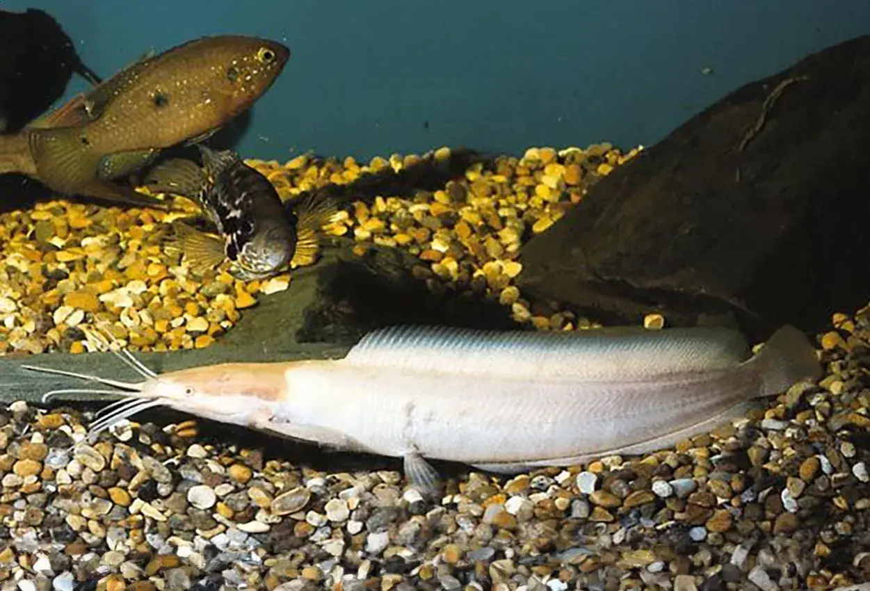 En ljus clarias fisk med långa morrhår ligger på grusig botten. Två andra fiskar simmar ovanför.
