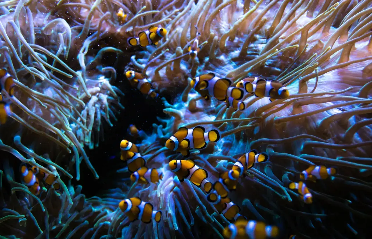 En grupp clownfiskar simmar bland anemonens tentakler i ett akvarium.