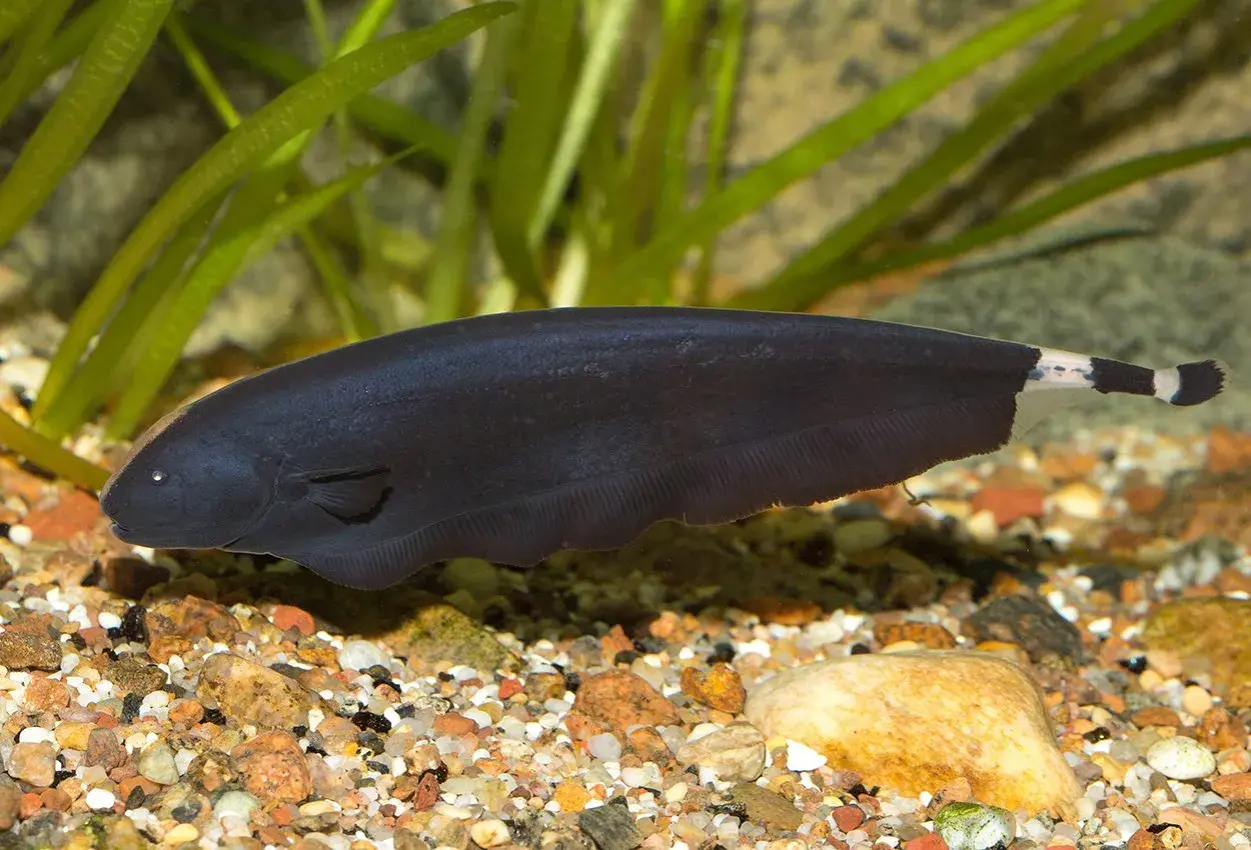 En mörk, spöklik fisk simmar i ett akvarium med stenar och växter. Denna ghost fish har en slank kropp och en randig svans.